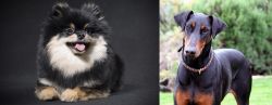 German Spitz (Klein) vs Doberman Pinscher - Breed Comparison