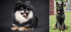 German Spitz (Klein) vs East German Shepherd - Breed Comparison