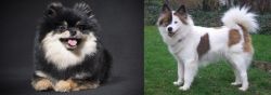 German Spitz (Klein) vs Elo - Breed Comparison