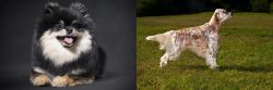 German Spitz (Klein) vs English Setter - Breed Comparison