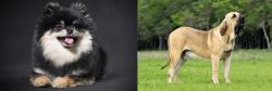 German Spitz (Klein) vs Fila Brasileiro - Breed Comparison