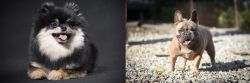 German Spitz (Klein) vs French Bulldog - Breed Comparison