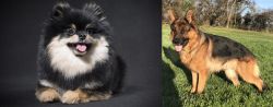 German Spitz (Klein) vs German Shepherd - Breed Comparison