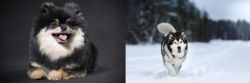 German Spitz (Klein) vs Siberian Husky - Breed Comparison