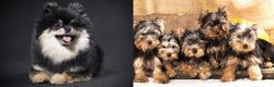 German Spitz (Klein) vs Yorkshire Terrier - Breed Comparison