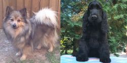 German Spitz (Mittel) vs American Cocker Spaniel - Breed Comparison