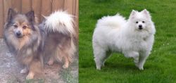 German Spitz (Mittel) vs American Eskimo Dog - Breed Comparison