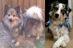 German Spitz (Mittel) vs Australian Collie - Breed Comparison