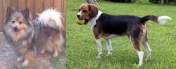 German Spitz (Mittel) vs Beaglier - Breed Comparison