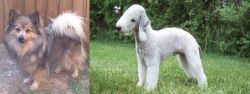 German Spitz (Mittel) vs Bedlington Terrier - Breed Comparison