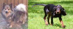 German Spitz (Mittel) vs Black and Tan Coonhound - Breed Comparison