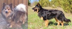 German Spitz (Mittel) vs Bohemian Shepherd - Breed Comparison