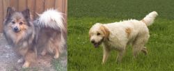 German Spitz (Mittel) vs Briquet Griffon Vendeen - Breed Comparison
