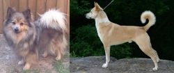 German Spitz (Mittel) vs Canaan Dog - Breed Comparison