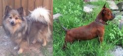 German Spitz (Mittel) vs Chinese Chongqing Dog - Breed Comparison