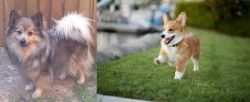German Spitz (Mittel) vs Corgi - Breed Comparison