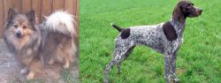 German Spitz (Mittel) vs German Shorthaired Pointer - Breed Comparison
