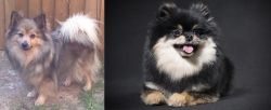 German Spitz (Mittel) vs German Spitz (Klein) - Breed Comparison