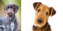 German Wirehaired Pointer vs Airedale Terrier - Breed Comparison