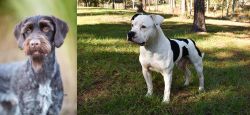 German Wirehaired Pointer vs American Bulldog - Breed Comparison