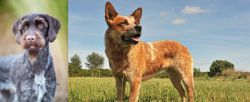 German Wirehaired Pointer vs Australian Red Heeler - Breed Comparison