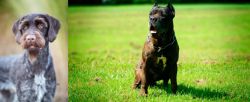 German Wirehaired Pointer vs Bandog - Breed Comparison