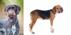 German Wirehaired Pointer vs Beagle-Harrier - Breed Comparison