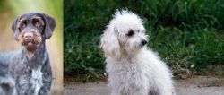 German Wirehaired Pointer vs Bolognese - Breed Comparison