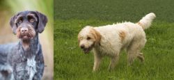 German Wirehaired Pointer vs Briquet Griffon Vendeen - Breed Comparison