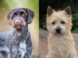 German Wirehaired Pointer vs Cairn Terrier - Breed Comparison