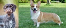 German Wirehaired Pointer vs Cardigan Welsh Corgi - Breed Comparison