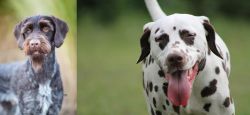 German Wirehaired Pointer vs Dalmatian - Breed Comparison