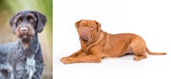 German Wirehaired Pointer vs Dogue De Bordeaux - Breed Comparison