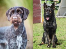German Wirehaired Pointer vs East German Shepherd - Breed Comparison