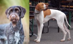 German Wirehaired Pointer vs English Pointer - Breed Comparison