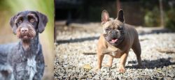 German Wirehaired Pointer vs French Bulldog - Breed Comparison