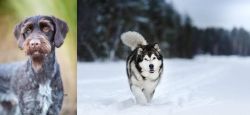 German Wirehaired Pointer vs Siberian Husky - Breed Comparison