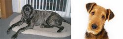 Giant Maso Mastiff vs Airedale Terrier - Breed Comparison
