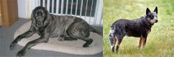 Giant Maso Mastiff vs Austrailian Blue Heeler - Breed Comparison