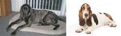 Giant Maso Mastiff vs Basset Hound - Breed Comparison