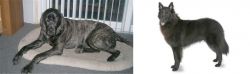 Giant Maso Mastiff vs Belgian Shepherd - Breed Comparison