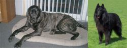 Giant Maso Mastiff vs Belgian Shepherd Dog (Groenendael) - Breed Comparison