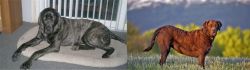 Giant Maso Mastiff vs Chesapeake Bay Retriever - Breed Comparison
