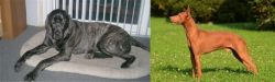 Giant Maso Mastiff vs Cirneco dell'Etna - Breed Comparison