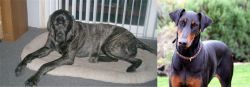 Giant Maso Mastiff vs Doberman Pinscher - Breed Comparison
