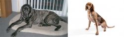 Giant Maso Mastiff vs English Coonhound - Breed Comparison