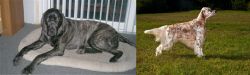Giant Maso Mastiff vs English Setter - Breed Comparison