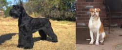 Giant Schnauzer vs Alapaha Blue Blood Bulldog - Breed Comparison