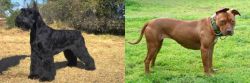 Giant Schnauzer vs American Pit Bull Terrier - Breed Comparison