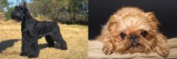Giant Schnauzer vs Brug - Breed Comparison